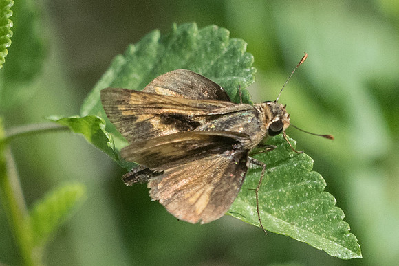 Hylephila phyleus-0642