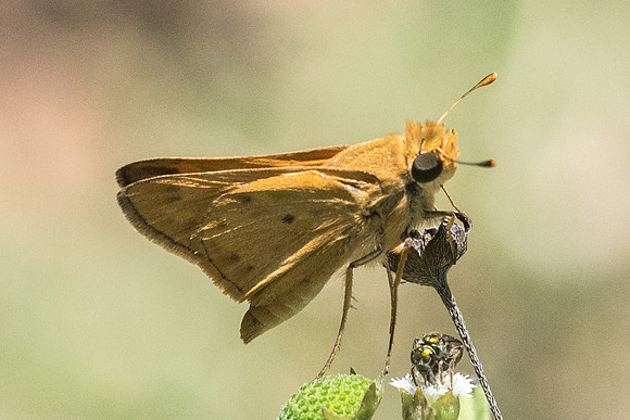 Hylephila phyleus-1973