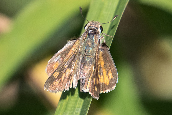 Hylephila phyleus-3862