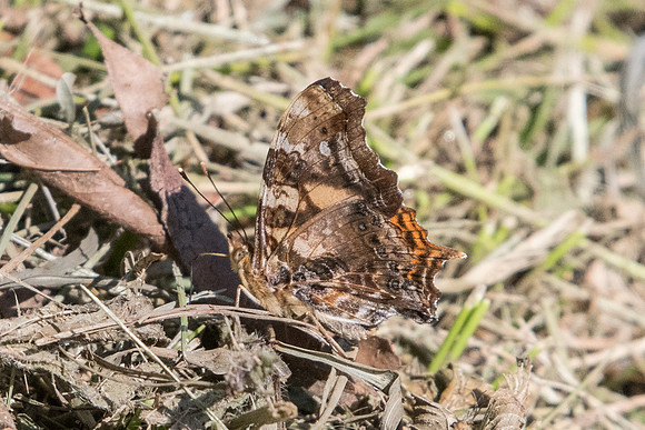 Hypanartia bella -4456