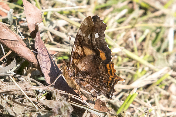 Hypanartia bella -4458