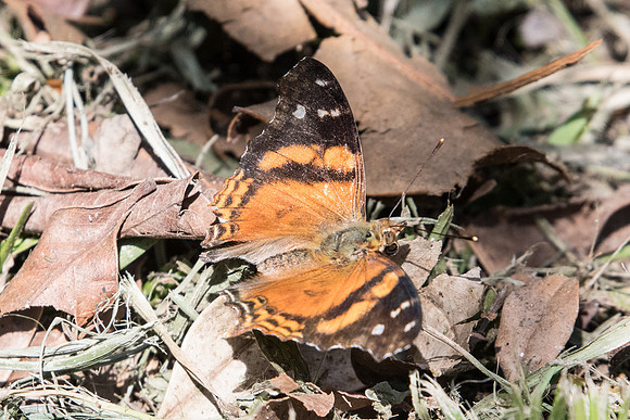 Hypanartia bella -4470
