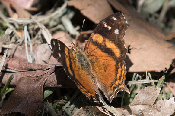 Hypanartia bella -4483