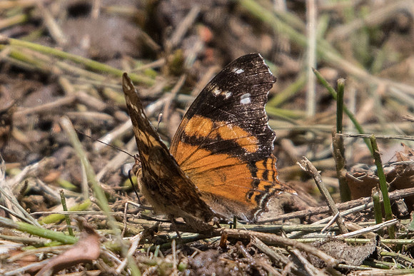 Hypanartia bella -5221