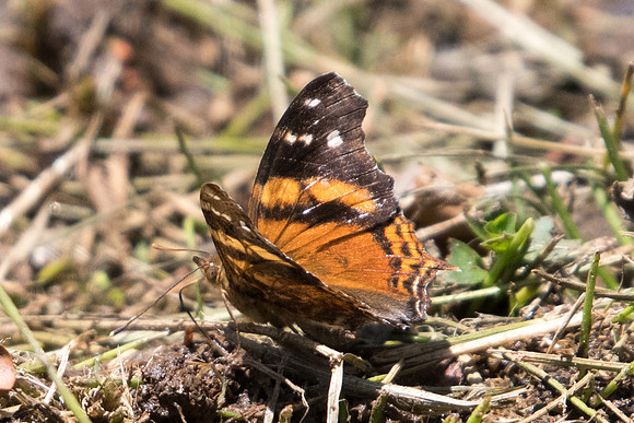 Hypanartia bella -5218