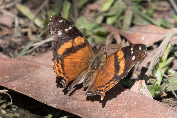 Hypanartia bella -4495