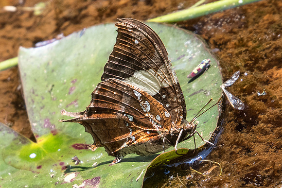 Hypna clytemnestra huebneri-5071