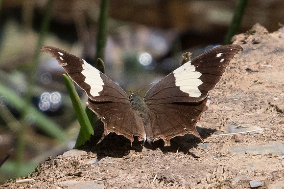 Hypna clytemnestra huebneri-5058