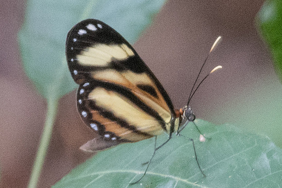 Hypothyris ninonia daeta-9182