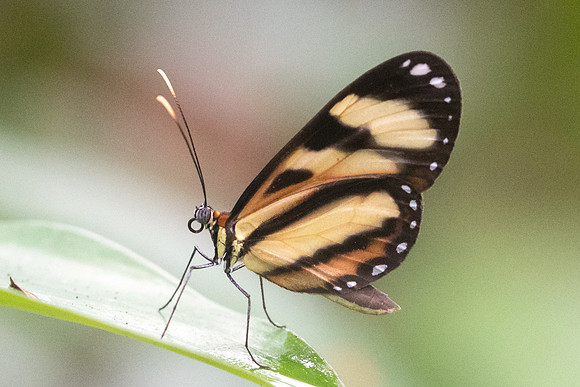 Hypothyris ninonia daeta-9214