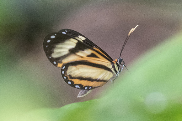 Hypothyris v. vallonia id--1295