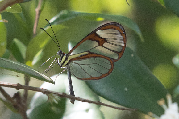 Ithomia agnosia zikani D’Almeida-4166