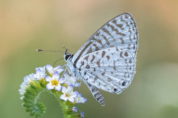 Leptotes cassius-0297