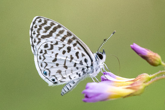 Leptotes cassius-9873