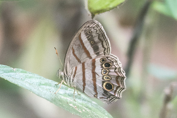 Magneuptychia libye id --2070