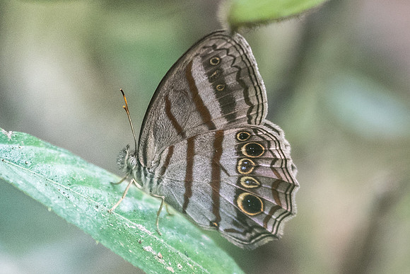 Magneuptychia libye id --2083