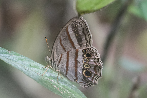 Magneuptychia libye id --2075