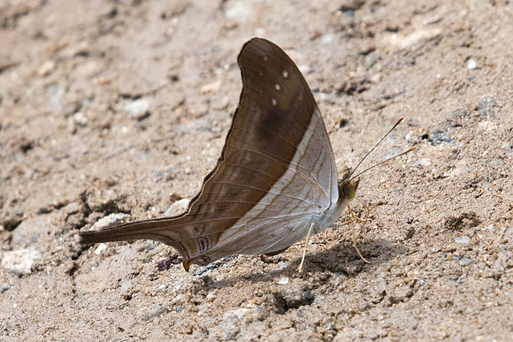 Marpesia chiron-8368