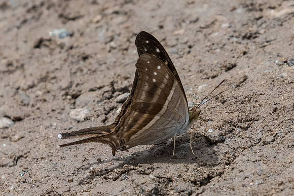 Marpesia chiron-8361