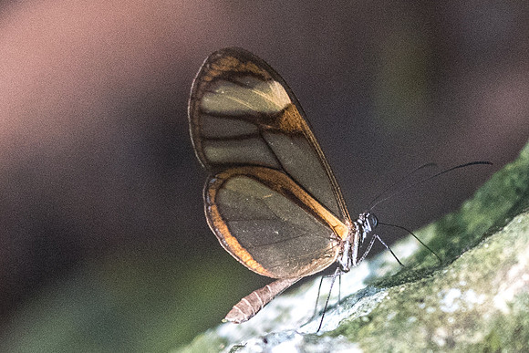 Mcclungia salomina id--4311