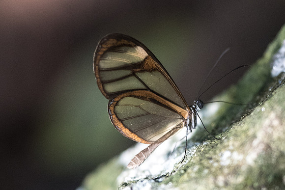 Mcclungia salomina id--4317
