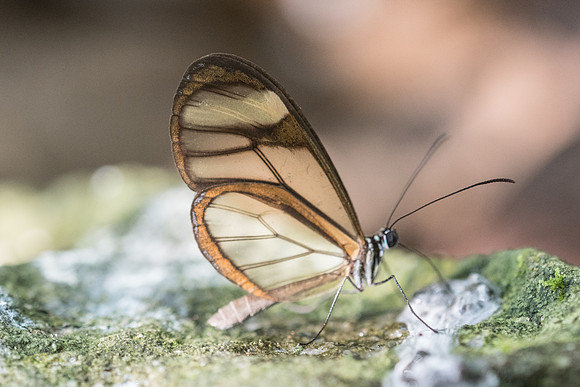Mcclungia salomina id--4380