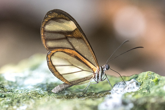Mcclungia salomina id--4366
