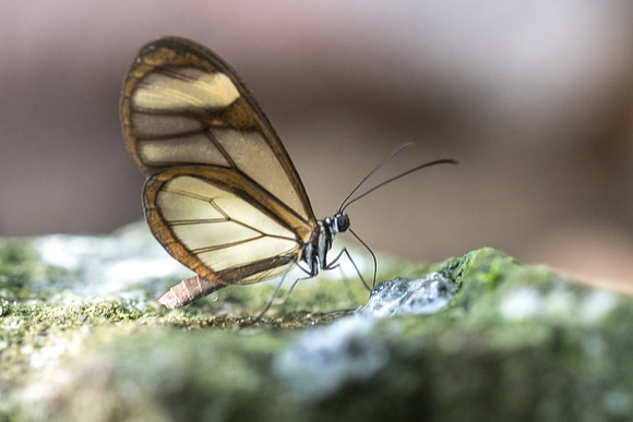 Mcclungia salomina id--4395