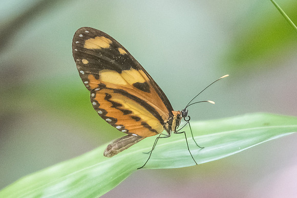 Mechanitis lysimnia lysimnia-1259