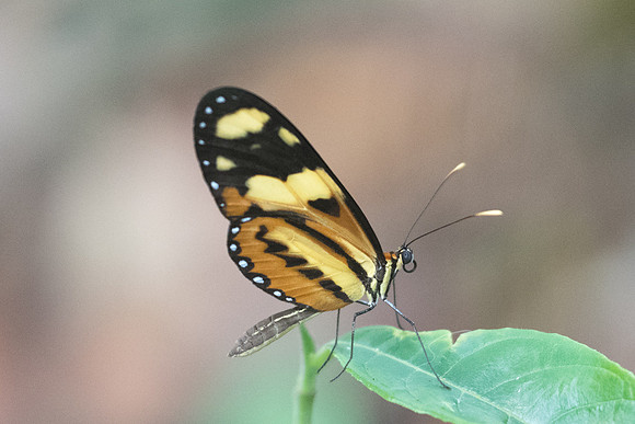 Mechanitis lysimnia lysimnia-1364