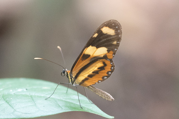 Mechanitis lysimnia lysimnia-9406