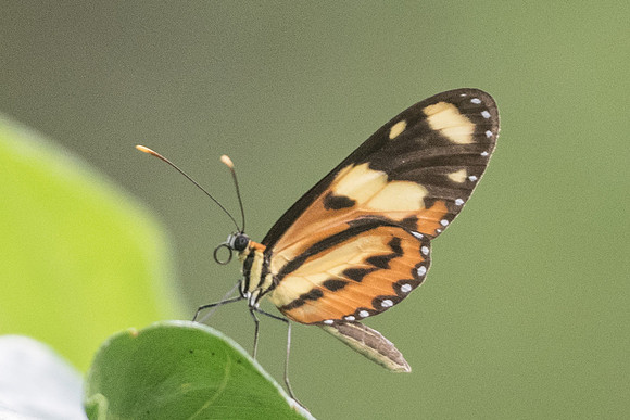 Mechanitis lysimnia nesaea-1229