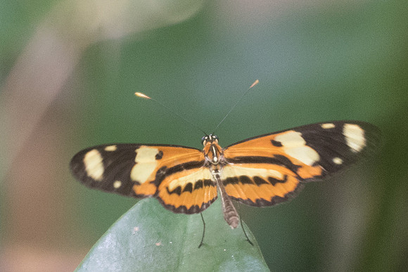 Mechanitis lysimnia nesaea-2825