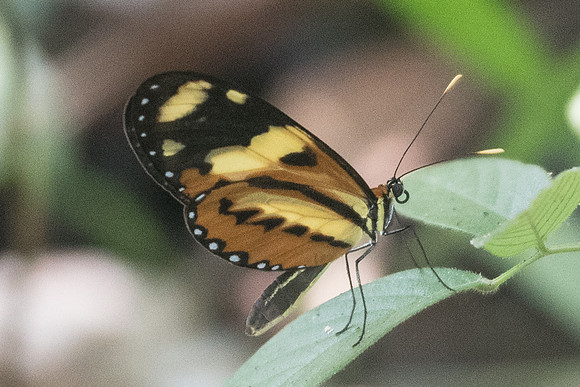 Mechanitis lysimnia nesaea -2740