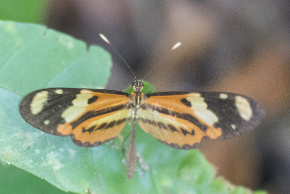 Mechanitis lysimnia nesaea-2992