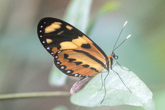 Mechanitis lysimnia nesaea-9228