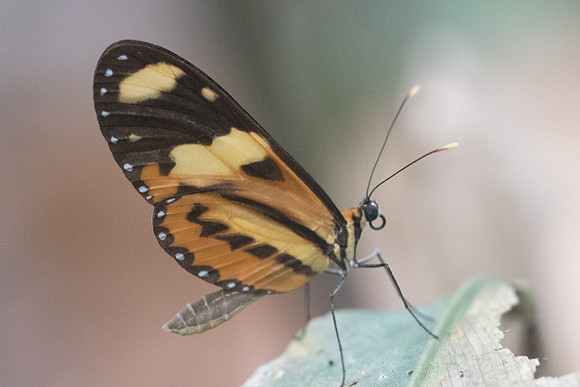 Mechanitis lysimnia nesaea-9293