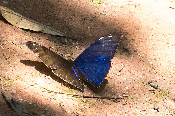 Morpho aega-5453 - Jardim Botanico de Sao Paulo - 23/10/21