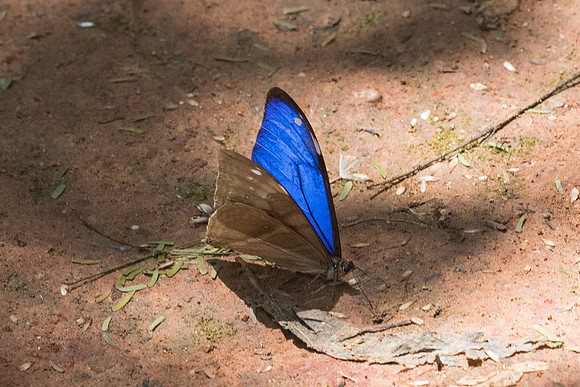 Morpho aega-5474 - Jardim Botanico de Sao Paulo - 23/10/21