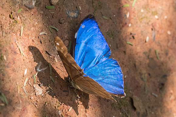 Morpho aega-5492