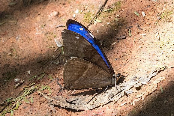 Morpho aega-5479