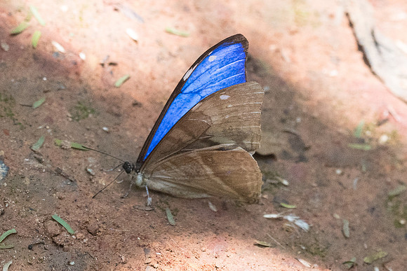 Morpho aega-5500