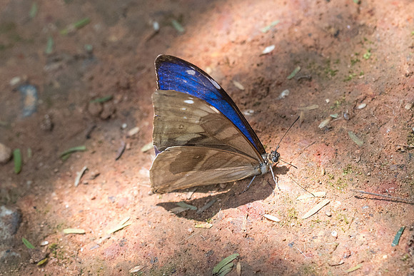 Morpho aega-5506 - Jardim Botanico de Sao Paulo - 23/10/21