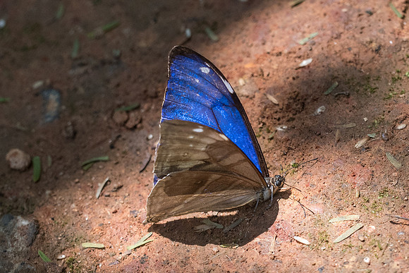 Morpho aega-5504