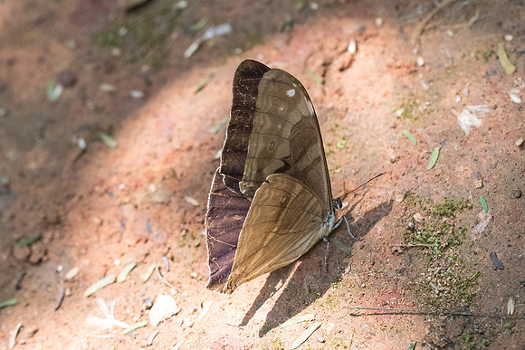 Morpho aega-5510