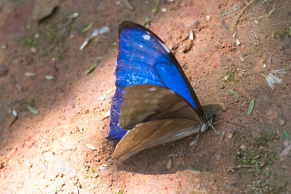 Morpho aega-5512