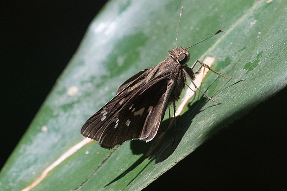 Naevolus orius orius-9128