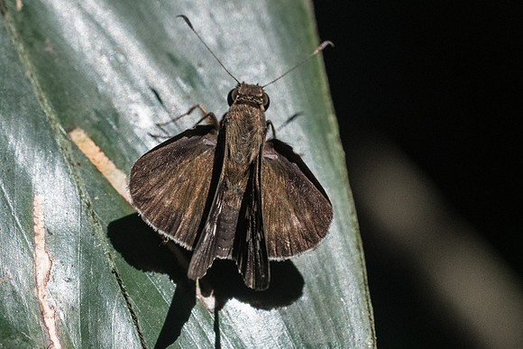 Naevolus orius orius-9136