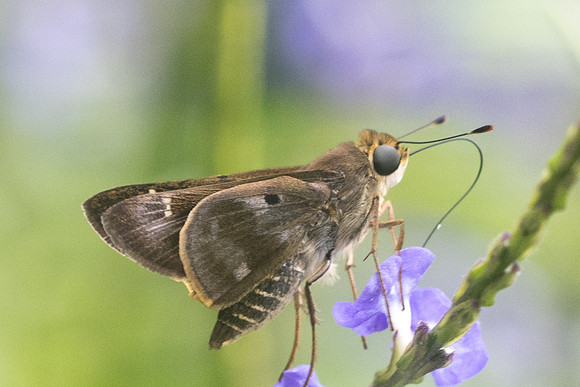 Nyctelius nyctelius nyctelius-7737