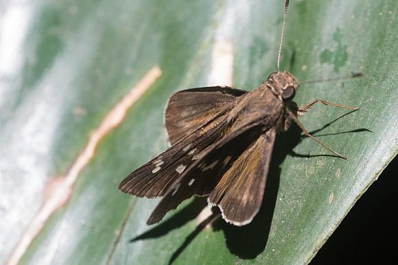 Naevolus orius orius-9137